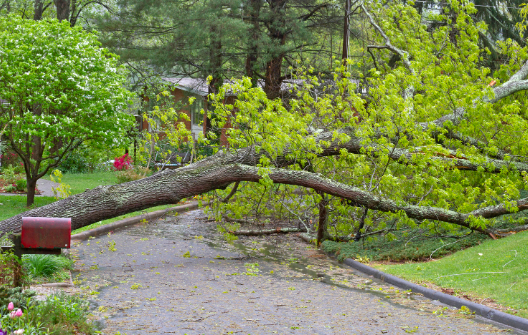 trees downed