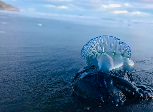 Portuguese man o' war